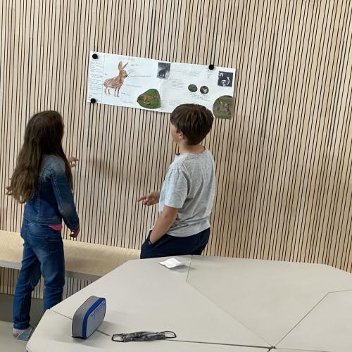 Referat Feldhase 