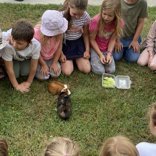 Meerschweinchen 