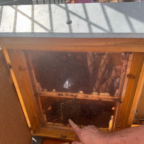 Schulbienen