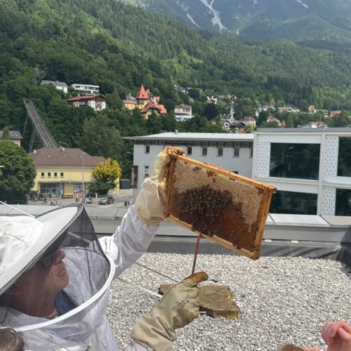Schulbienen